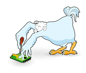 Image result for headless chicken running